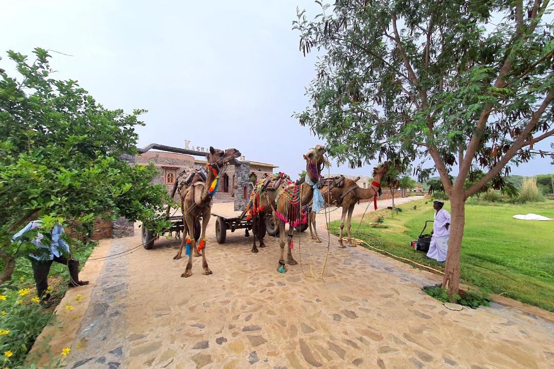 Photo of Others in Sariska