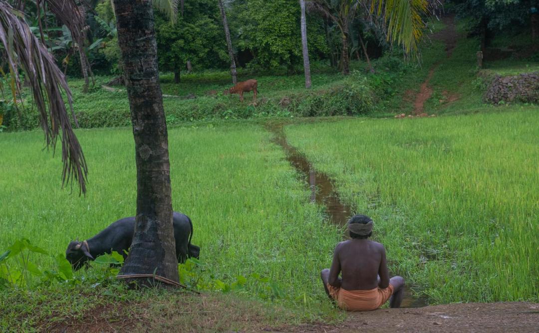 Photo of Outdoor in Kuttattukulam