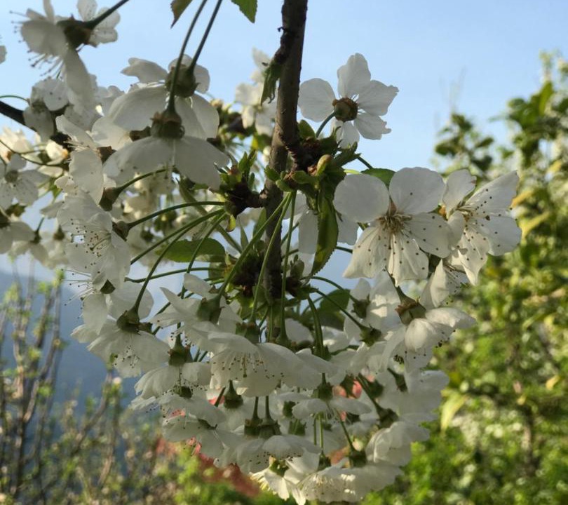 Photo of Outdoor in Mohal