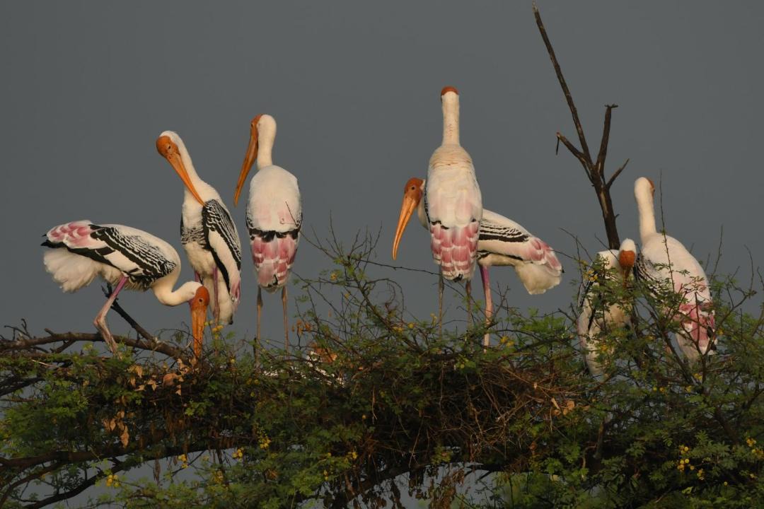 Photo of Others in Bharatpur