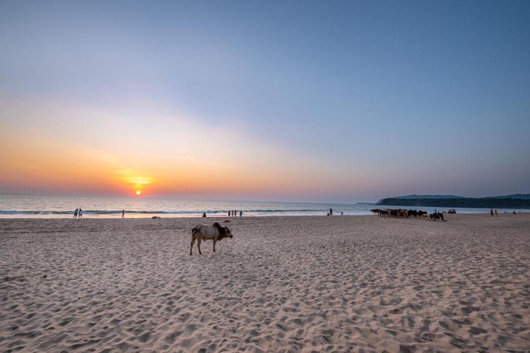 Photo of Others in Agonda