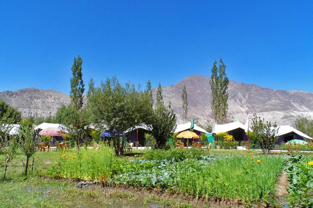 Photo of Others in Nubra Valley