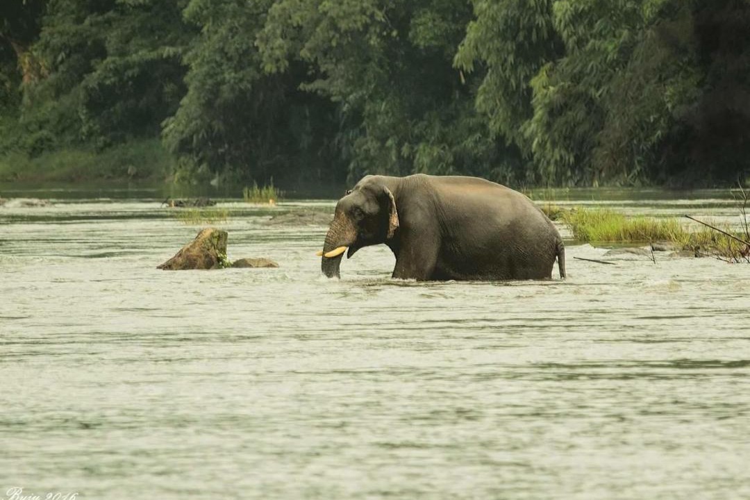 Photo of Others in Kothamangalam