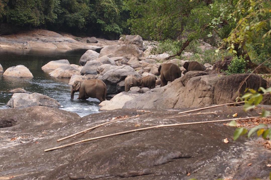 Photo of Others in Kothamangalam